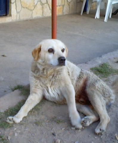 Orson, the dog who went along with every climber — part of the park's culture, the site said in 2003